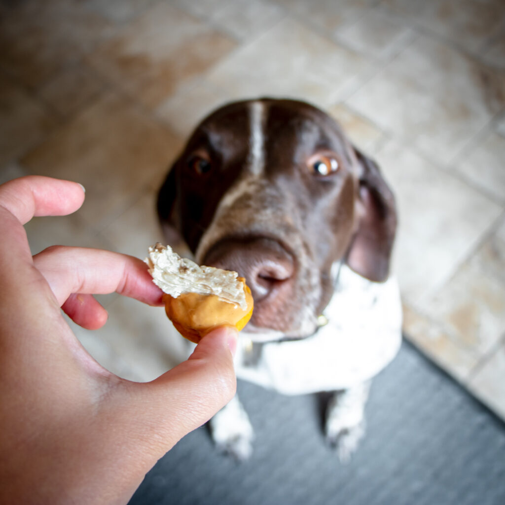 German shorthair pointer eating dog biscuit treat